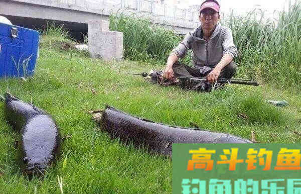 雷强黑鱼怎么钓？应该从鱼杆、拟饵、钓点、钓法入手
