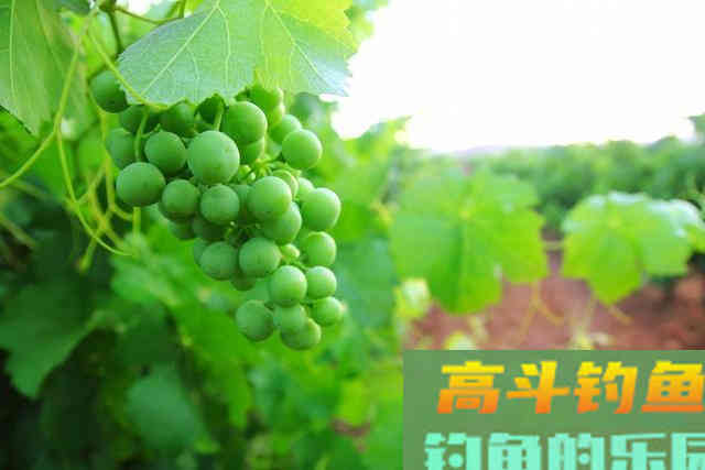 葡萄钓草鱼效果为什么这么好，因为这几点原因