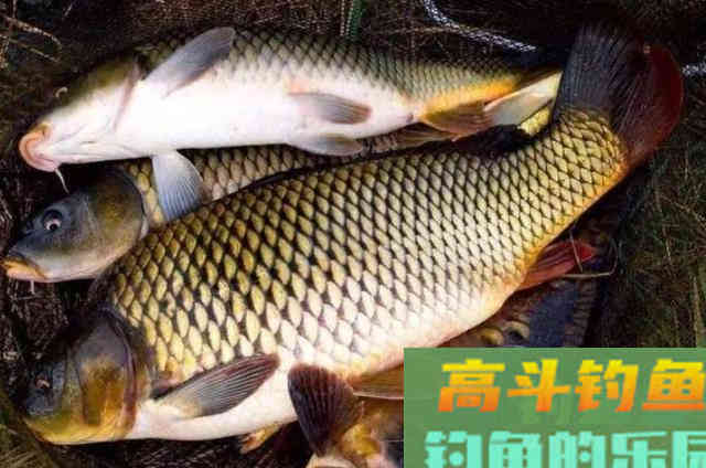 话不多说，七月我只想用这鲤鱼钓法