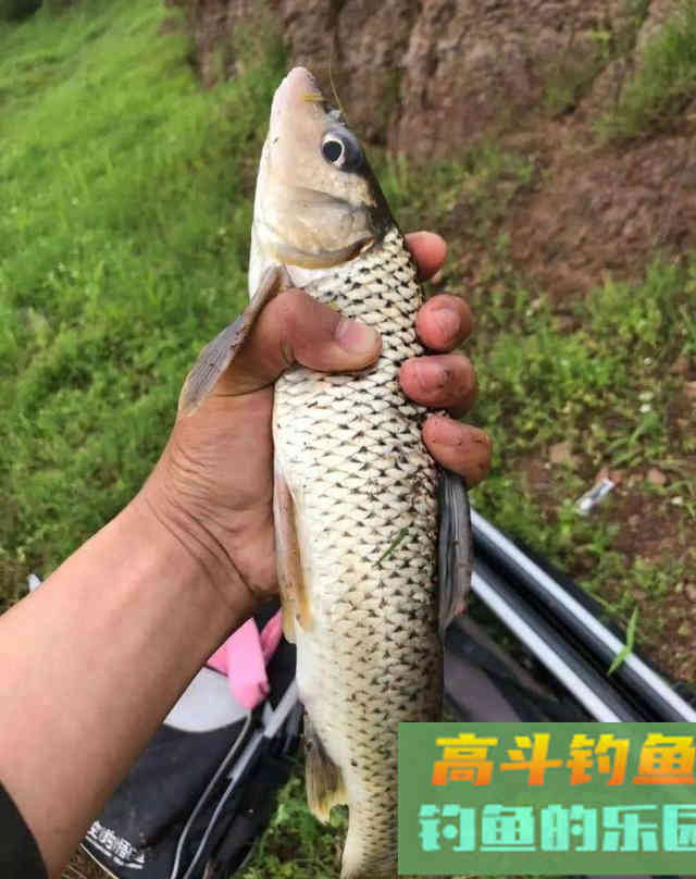春钓花骨鱼、重唇鱼攻略，漂亮味美拉力强，黑漂刺鱼把竿扬