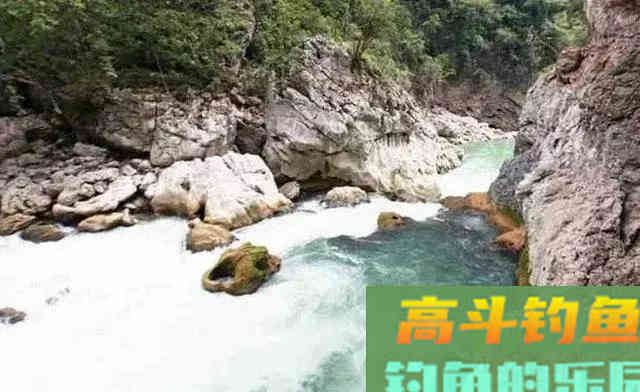 猪嘴鱼何时能重归而来 猪嘴鱼何时能重归而来