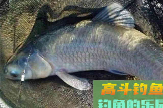 热天用这青鱼钓法，比狂拔鲤鱼更痛快