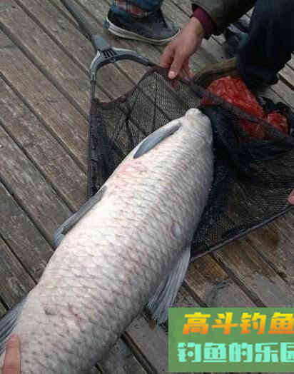 青鱼放到黑坑中之后多久才开口?野钓高手告诉你 青鱼放到黑坑中之后多久才开口?野钓高手告诉你