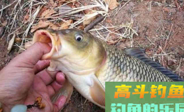 秋天钓鲤鱼比夏天要容易，选准钓位用对饵