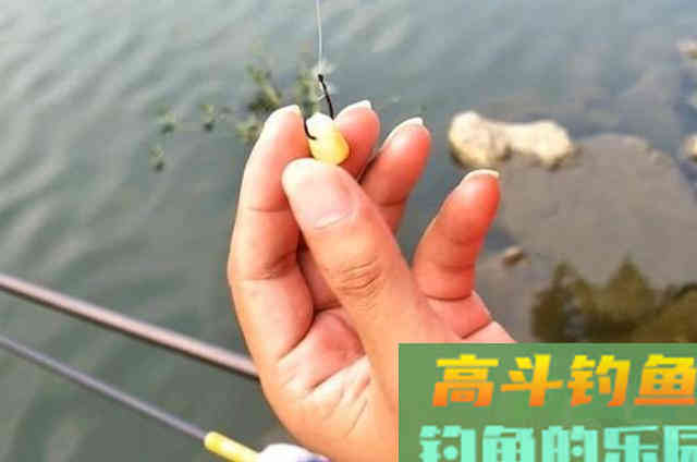 这诱钓草鱼的“精髓”才霸气,莫不信,知道的人不简单 这诱钓草鱼的“精髓”才霸气,莫不信,知道的人不简单