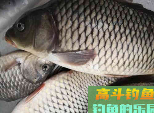 野生鲤鱼生性狡猾难钓,老钓友教你两招解决 野生鲤鱼生性狡猾难钓,老钓友教你两招解决