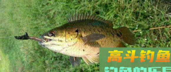 这种小型鲫鱼，能够上岸行走，为什么惹广东钓友厌恶