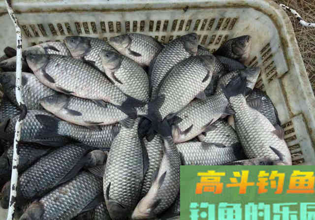 鲫鱼有哪些种类？没想到竟然有这么多种