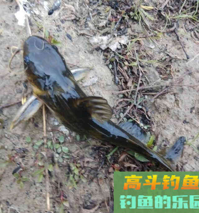 垂钓黄颡鱼,用女士丝袜打窝诱鱼 垂钓黄颡鱼,用女士丝袜打窝诱鱼