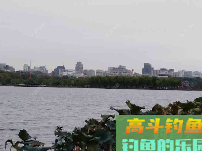 鲫鱼的五个截口表现,与秋季如何钓好大鲫鱼 鲫鱼的五个截口表现,与秋季如何钓好大鲫鱼