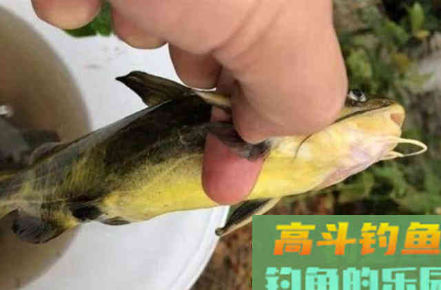 到了秋天，我就这样&ldquo;对付&rdquo;黄颡鱼
