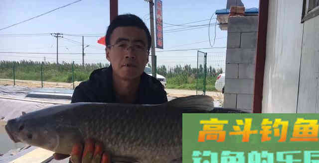 草鱼为何难钓?分析原因从它的生活习性入手 草鱼为何难钓?分析原因从它的生活习性入手