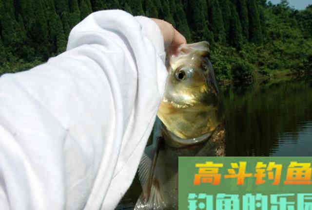 手竿如何垂钓大头鱼,4个方面重点就是饵要轻雾化好 手竿如何垂钓大头鱼,4个方面重点就是饵要轻雾化好