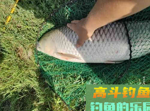 自然水域的野生草鱼,在秋季该如何作钓呢 自然水域的野生草鱼,在秋季该如何作钓呢