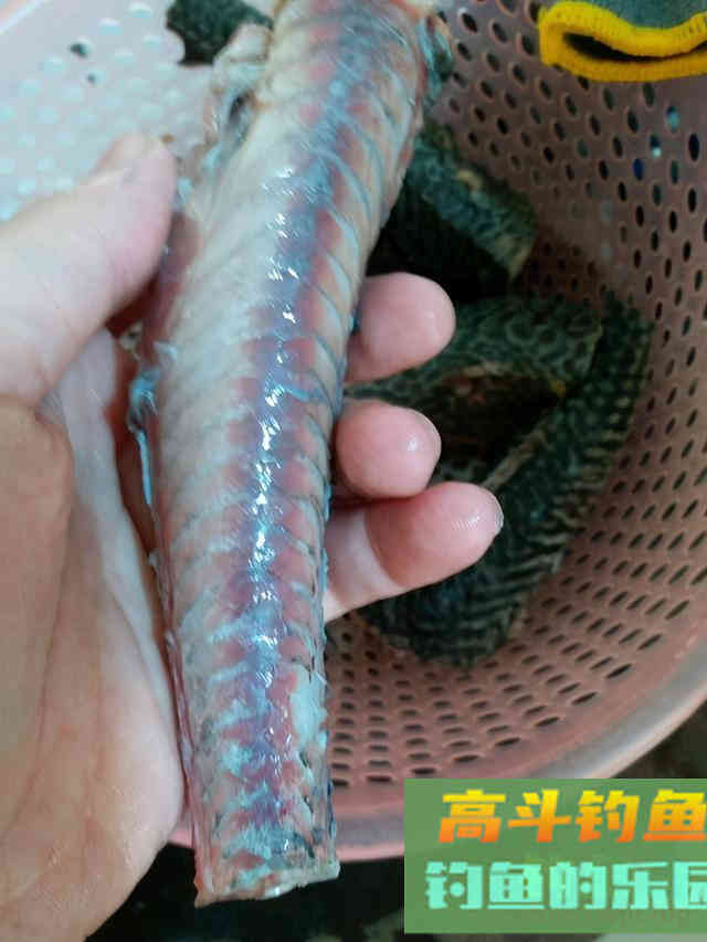 不要嫌弃它,很容易钓且拉力过瘾 不要嫌弃它,很容易钓且拉力过瘾