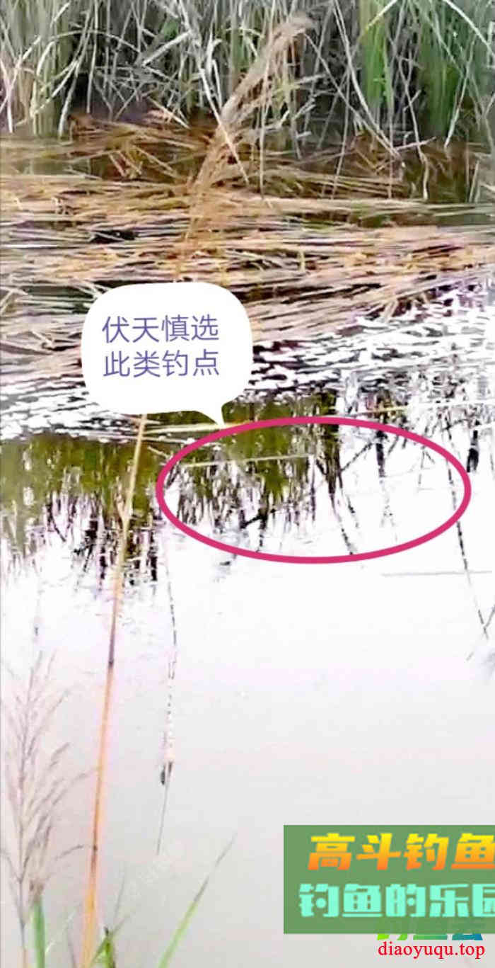 野钓鲫琐碎事闲谈,夏季野钓鲫鱼技巧合集 野钓鲫琐碎事闲谈,夏季野钓鲫鱼技巧合集