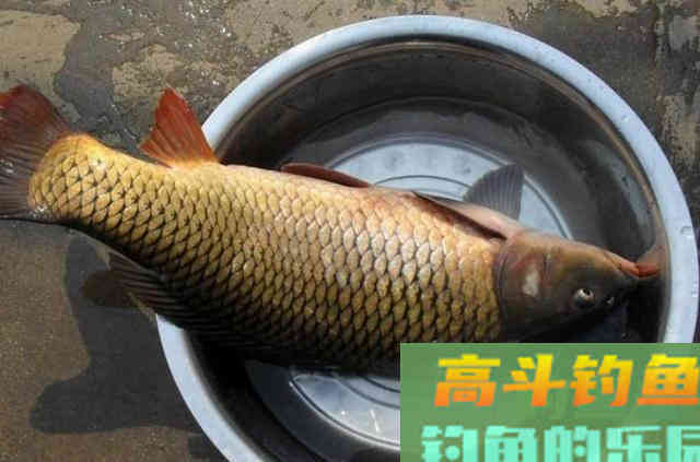 自从我察觉到这钓鲤鱼的钓法，一个鱼护都不够