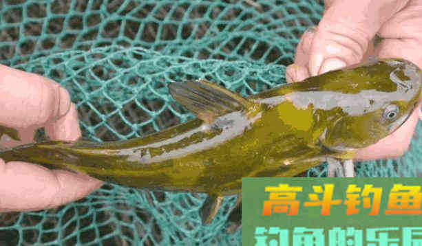 黄颡鱼这样钓，一块猪肝，一包蚯蚓，爆护