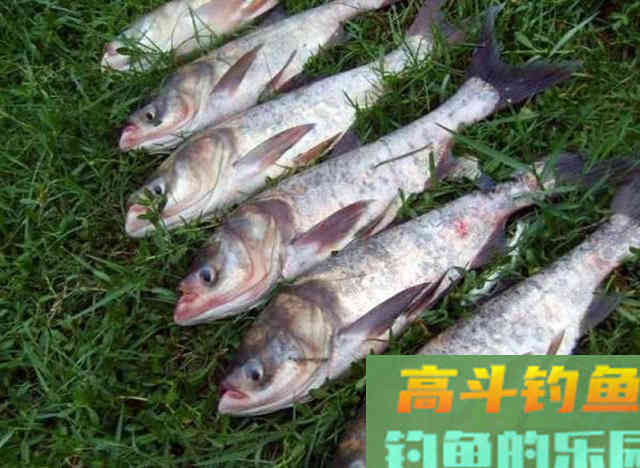 如何区分鲢鱼和鳙鱼,又该如何垂钓此鱼呢?附自制饵 如何区分鲢鱼和鳙鱼,又该如何垂钓此鱼呢?附自制饵