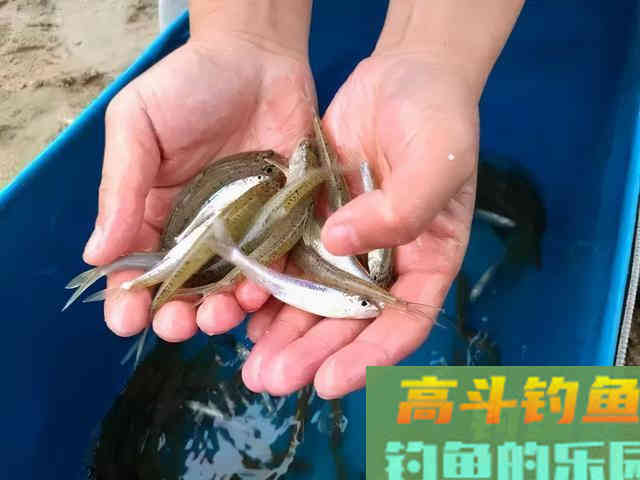 冬天最好钓的小鱼:银鮈,味美好钓分布广 冬天最好钓的小鱼:银鮈,味美好钓分布广