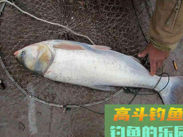 如何区分鲢鱼和鳙鱼,又该如何垂钓此鱼呢?附自制饵 如何区分鲢鱼和鳙鱼,又该如何垂钓此鱼呢?附自制饵