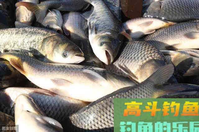 夏钓鲢鳙牢记这四大禁忌 夏钓鲢鳙牢记这四大禁忌