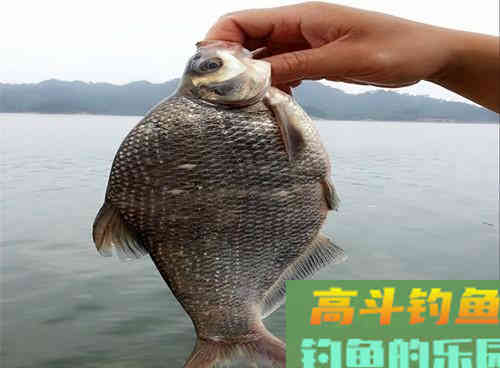 到底初秋如何野钓鳊鱼呢?秋季野钓做好这四点即可 到底初秋如何野钓鳊鱼呢?秋季野钓做好这四点即可