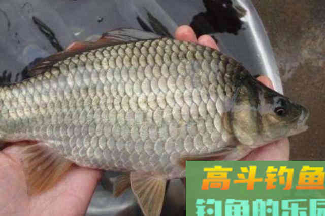 立春后，大板鲫就更难钓了，果断换用这3招