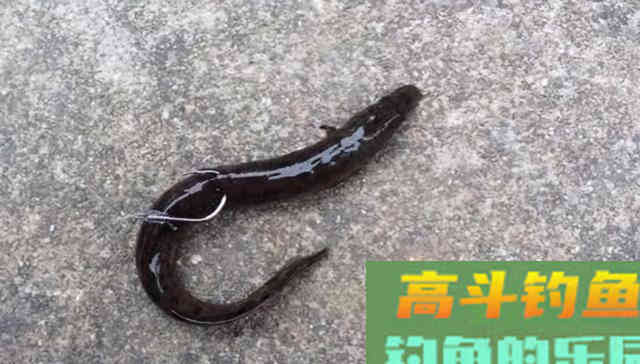 钓黑鱼不只有路亚,只要掌握方法,手竿传统钓一样刺激 钓黑鱼不只有路亚,只要掌握方法,手竿传统钓一样刺激