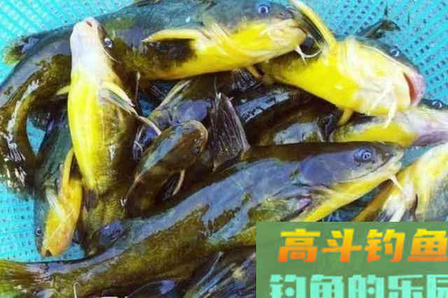 黄鸭叫这钓法太火了，简单实用又省事