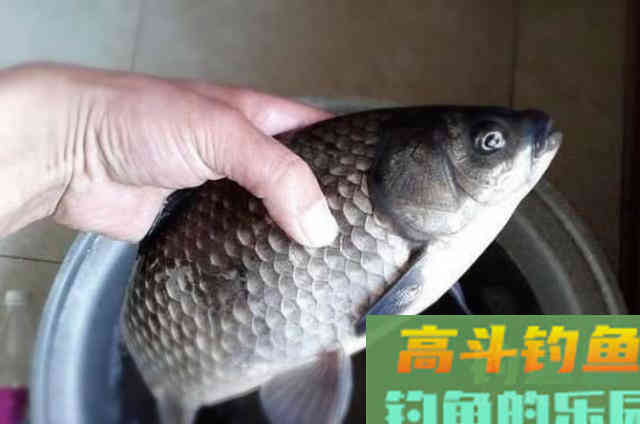 钓鲫就数这用钩精髓最关键,鲫鱼接二连三的上 钓鲫就数这用钩精髓最关键,鲫鱼接二连三的上