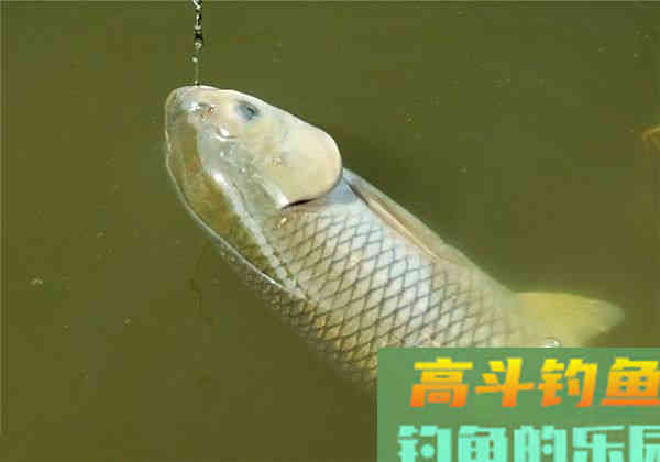 春末的草鱼真是不难钓,要掌握这四个基本要素 春末的草鱼真是不难钓,要掌握这四个基本要素