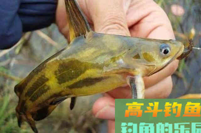 秋天野钓黄刺鱼，需要钓友们牢牢记住的一些钓法