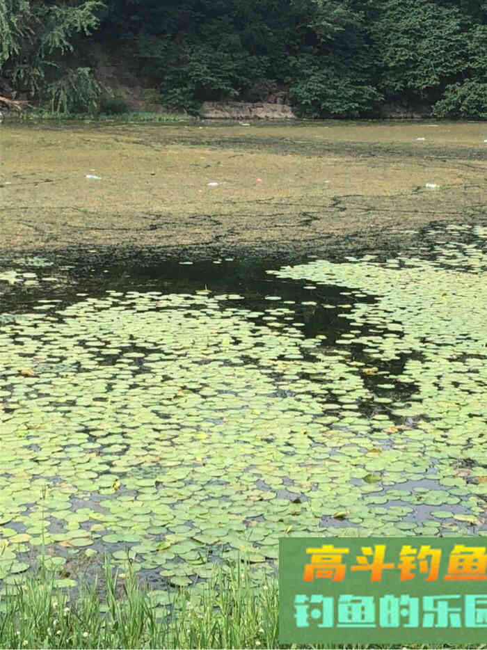 秋天我是这样钓鲫鱼的，我喜爱的传统钓法