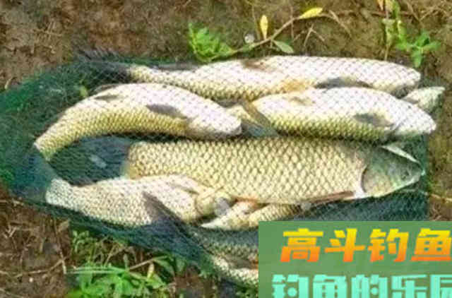 难怪草鱼钓了一尾又一尾,原来有这绝招 难怪草鱼钓了一尾又一尾,原来有这绝招