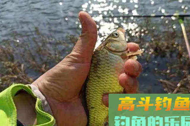 立春前后，钓板鲫反按我说的做，天气再冷照样上鱼不止