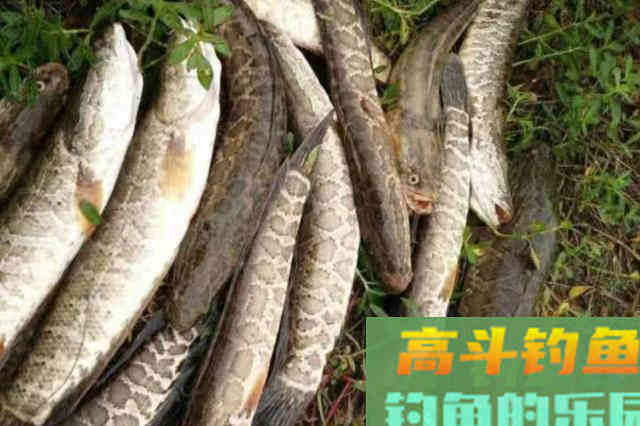 黑鱼再狡猾,一见这钓法也得认怂 黑鱼再狡猾,一见这钓法也得认怂