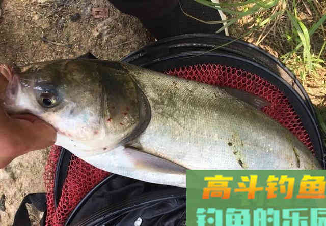 钓鲢鳙总抓不到口或锚鱼？从2方面入手调整