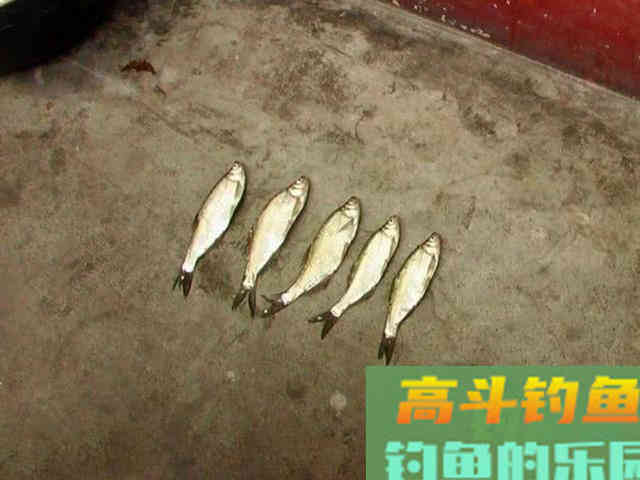 这种小翘嘴鱼长不大吗?有人叫它撅嘴鲢 这种小翘嘴鱼长不大吗?有人叫它撅嘴鲢