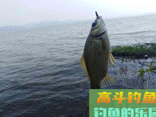 掌握这些作钓技巧，想钓大鲫鱼也没想象的那么难！