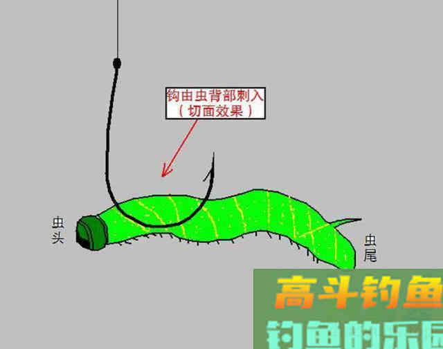 钓鲶鱼的四种动物荤饵,的实用技巧 钓鲶鱼的四种动物荤饵,的实用技巧