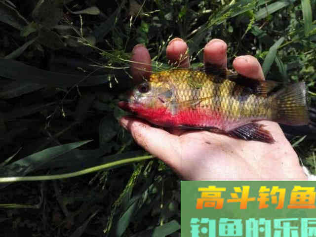 罗非鱼的习性解析，解析它爱谈恋爱的钓法