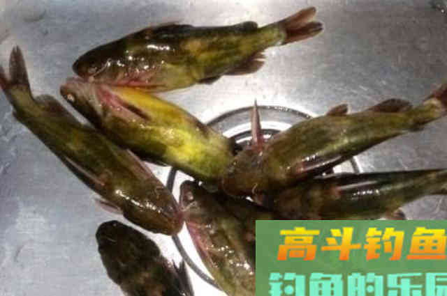 惊蛰前后，黄颡鱼才最不好钓，果断换用这3招