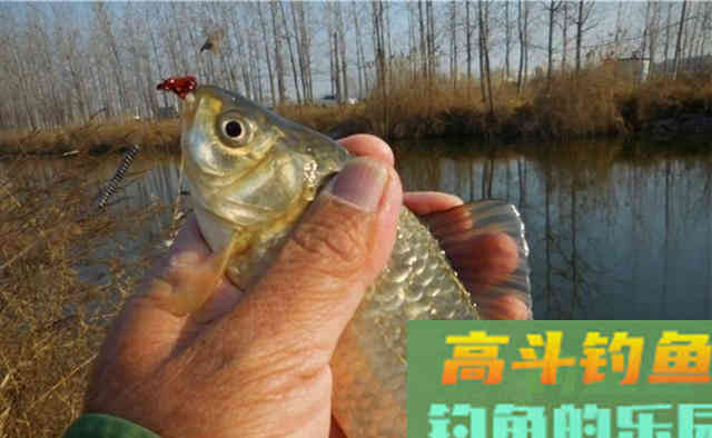 冬季鲫鱼绝杀钓法:长竿、短线、鱼钩小,多窝、活饵加逗钓 冬季鲫鱼绝杀钓法:长竿、短线、鱼钩小,多窝、活饵加逗钓