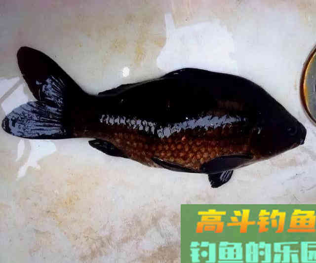 全身漆黑如墨的鲫鱼，这种鲫鱼能吃吗