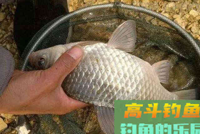 自从有了这鲫鱼钓法,天气再冷也能狂拉不断 自从有了这鲫鱼钓法,天气再冷也能狂拉不断