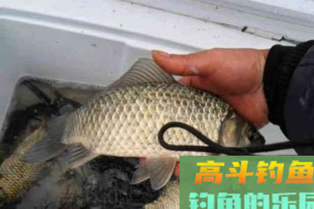 天热，大板鲫就不好钓？换用这3个调整方案，就爆护