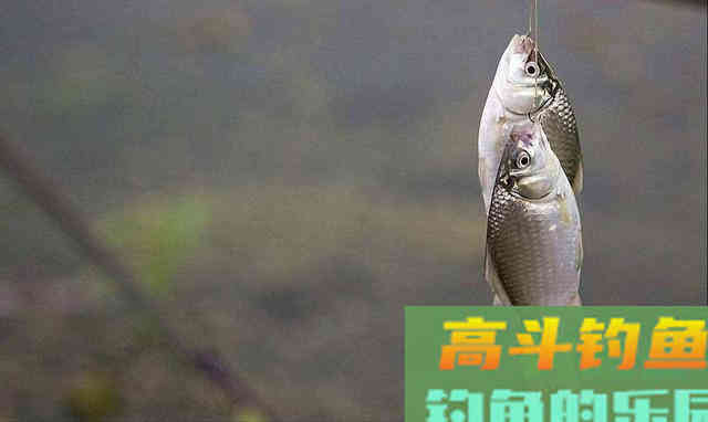 别觉得冬天气温低就钓不好鲫鱼,注意这几点,再冷的天也有鱼口 别觉得冬天气温低就钓不好鲫鱼,注意这几点,再冷的天也有鱼口