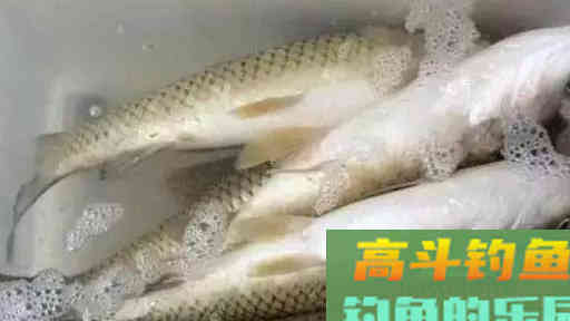 初夏钓草鱼只要熟悉以下这套钓法,收获会好 初夏钓草鱼只要熟悉以下这套钓法,收获会好
