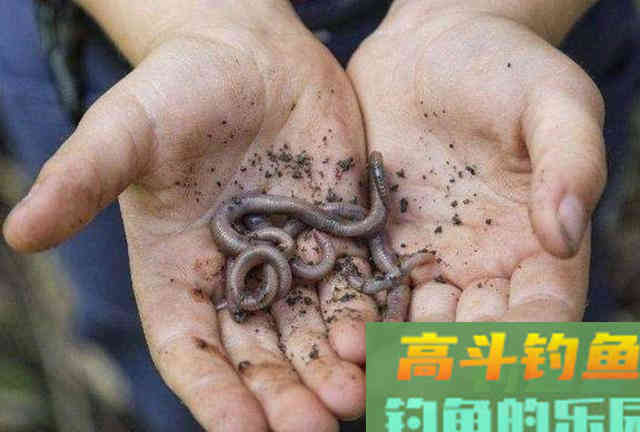 冬季如何大板鲫猛拉不断